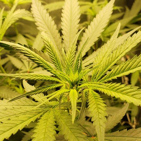 Super Lemon Haze growlog timeline photo