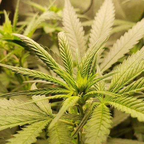 Super Lemon Haze growlog timeline photo