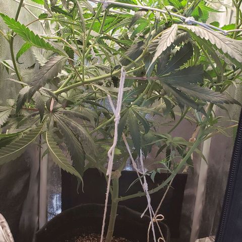 Super Lemon Haze growlog timeline photo