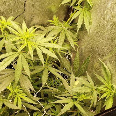 Super Lemon Haze growlog timeline photo