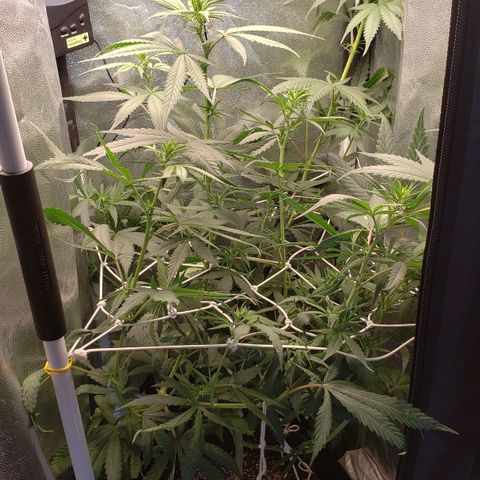 Super Lemon Haze growlog timeline photo