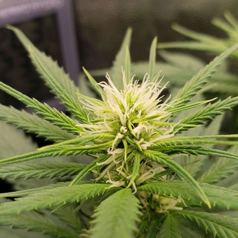 Super Lemon Haze growlog timeline photo