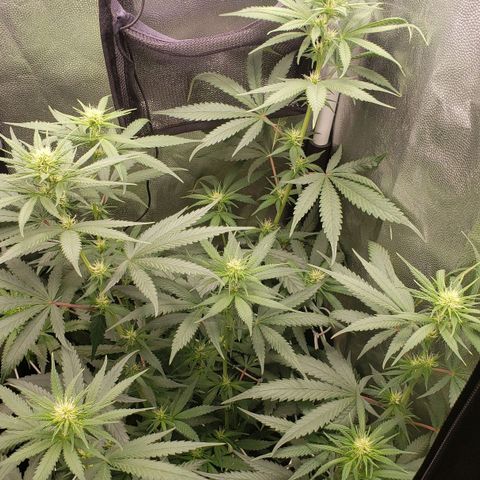 Super Lemon Haze growlog timeline photo