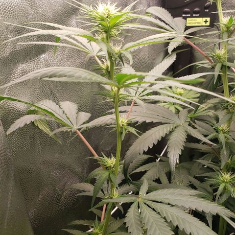 Super Lemon Haze growlog timeline photo