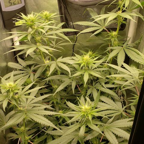 Super Lemon Haze growlog timeline photo