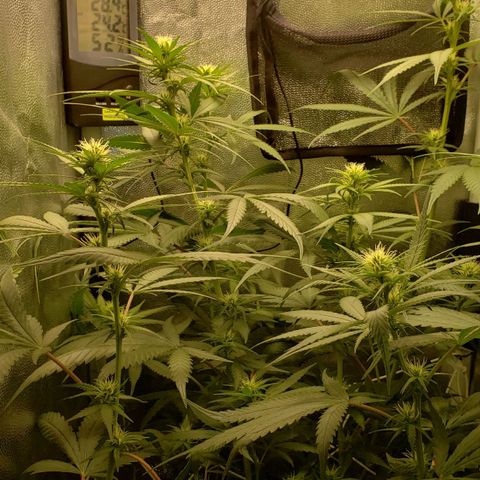 Super Lemon Haze growlog timeline photo