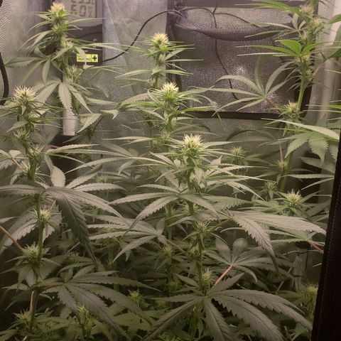 Super Lemon Haze growlog timeline photo