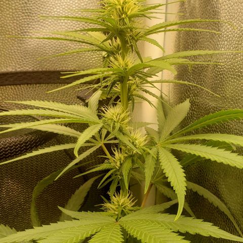 Super Lemon Haze growlog timeline photo