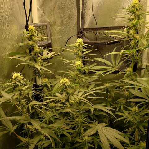 Super Lemon Haze growlog timeline photo