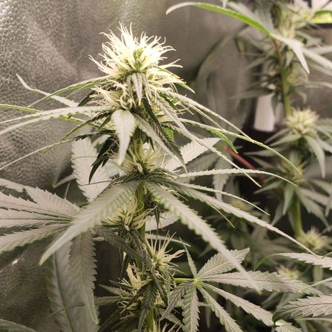 Super Lemon Haze growlog timeline photo