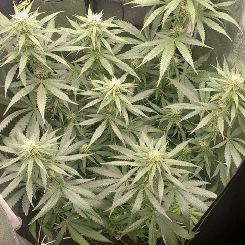 Super Lemon Haze growlog timeline photo
