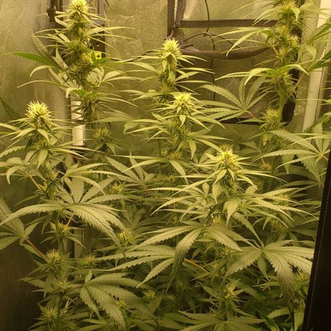 Super Lemon Haze growlog timeline photo