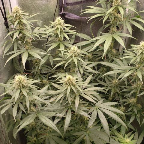 Super Lemon Haze growlog timeline photo