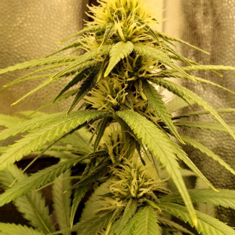 Super Lemon Haze growlog timeline photo