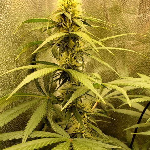 Super Lemon Haze growlog timeline photo
