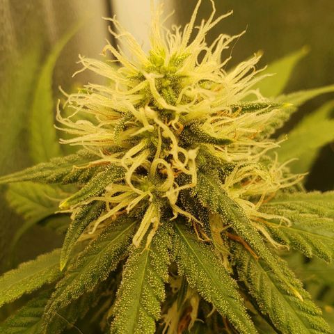 Super Lemon Haze growlog timeline photo