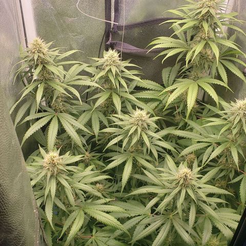 Super Lemon Haze growlog timeline photo