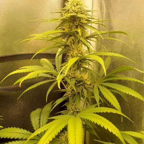 Super Lemon Haze growlog timeline photo