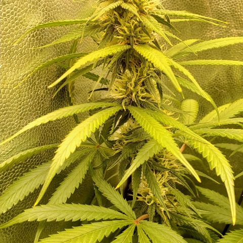 Super Lemon Haze growlog timeline photo