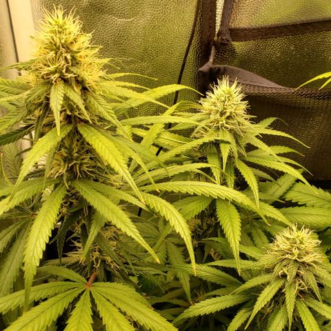 Super Lemon Haze growlog timeline photo