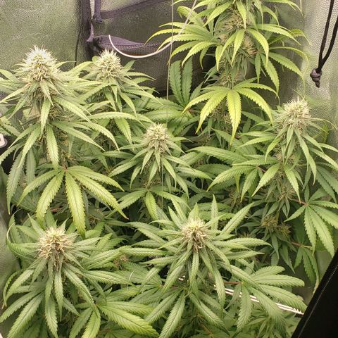 Super Lemon Haze growlog timeline photo