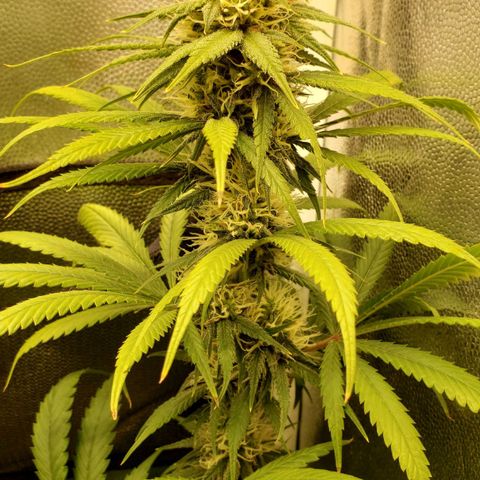 Super Lemon Haze growlog timeline photo
