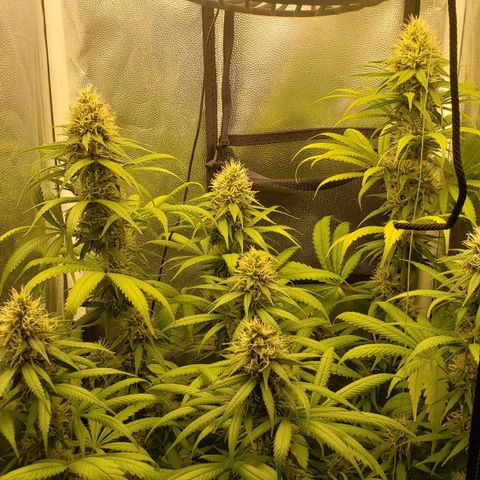 Super Lemon Haze growlog timeline photo