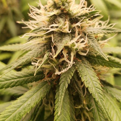 Super Lemon Haze growlog timeline photo