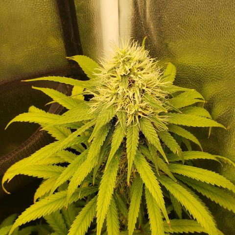Super Lemon Haze growlog timeline photo