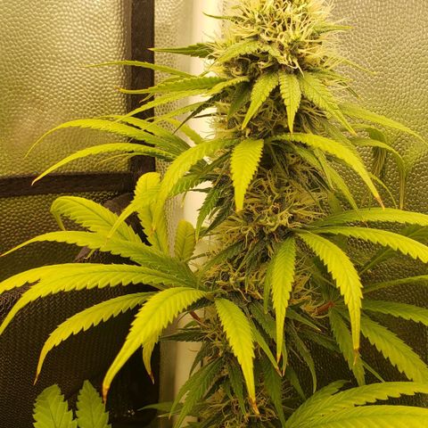 Super Lemon Haze growlog timeline photo