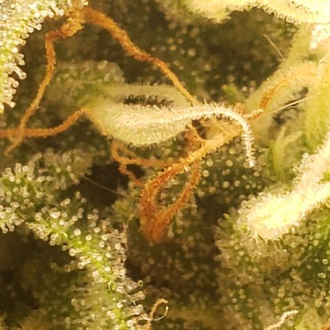 Super Lemon Haze growlog timeline photo