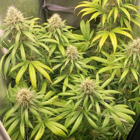 Super Lemon Haze growlog timeline photo