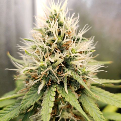Super Lemon Haze growlog timeline photo