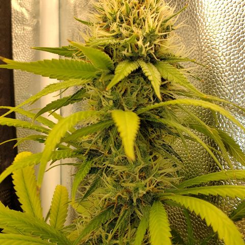 Super Lemon Haze growlog timeline photo