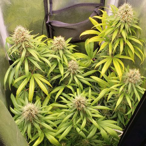 Super Lemon Haze growlog timeline photo