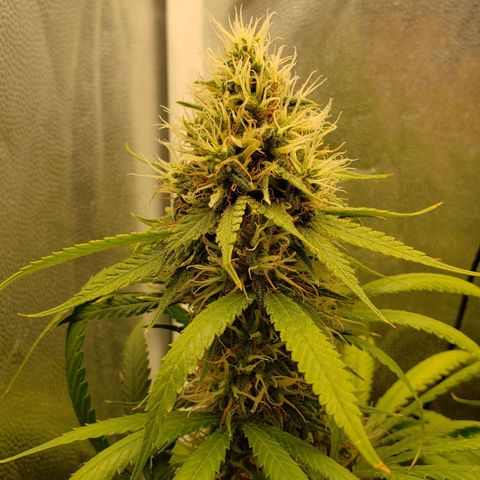 Super Lemon Haze growlog timeline photo