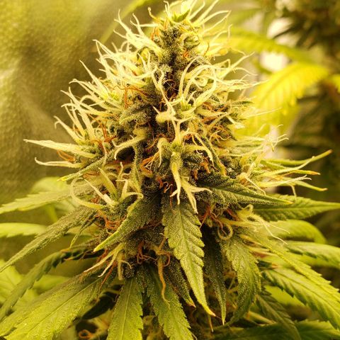 Super Lemon Haze growlog timeline photo