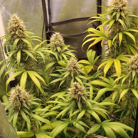 Super Lemon Haze growlog timeline photo