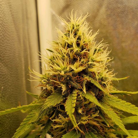 Super Lemon Haze growlog timeline photo