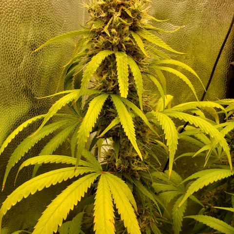 Super Lemon Haze growlog timeline photo