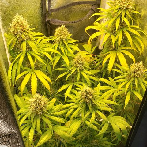 Super Lemon Haze growlog timeline photo