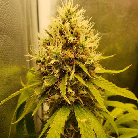 Super Lemon Haze growlog timeline photo
