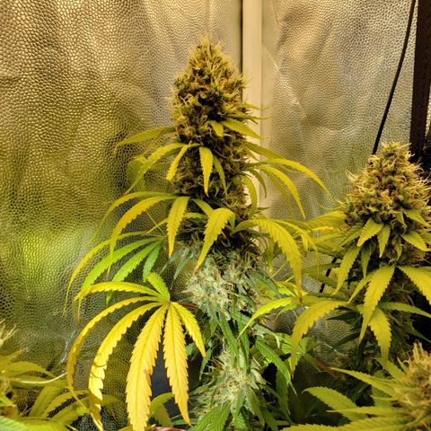 Super Lemon Haze growlog timeline photo