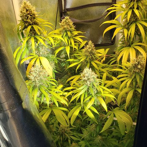 Super Lemon Haze growlog timeline photo