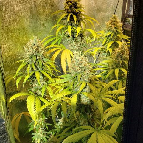 Super Lemon Haze growlog timeline photo