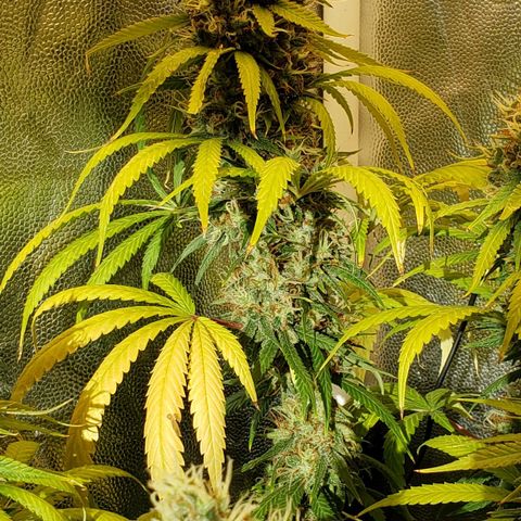Super Lemon Haze growlog timeline photo