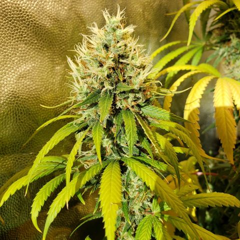 Super Lemon Haze growlog timeline photo
