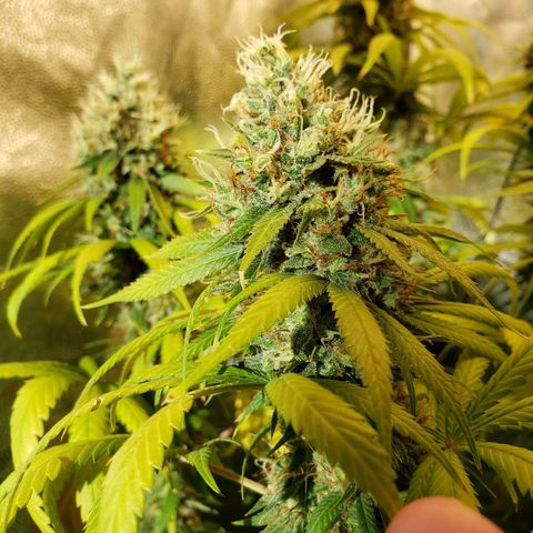 Super Lemon Haze growlog timeline photo