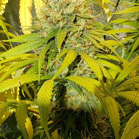 Super Lemon Haze growlog timeline photo