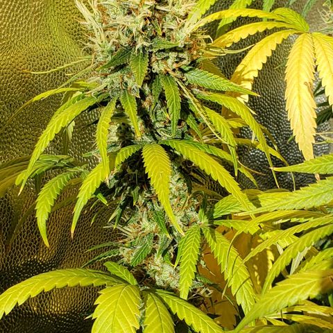 Super Lemon Haze growlog timeline photo